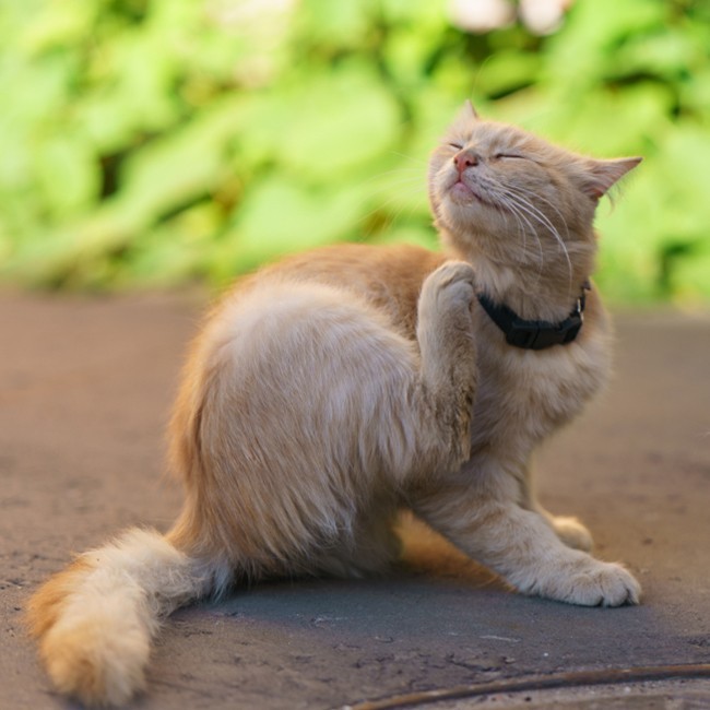 Hoe voorkom je teken bij katten?