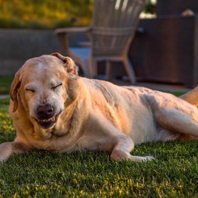 Kan een hond verkouden zijn?