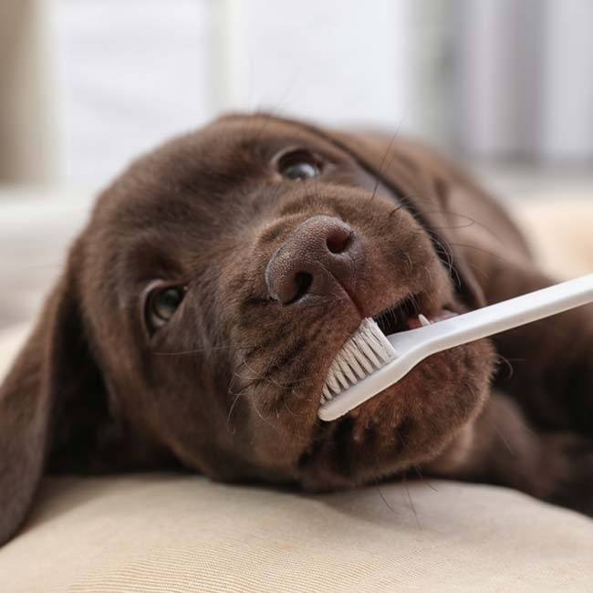 Hoe poets je de tanden van je hond?