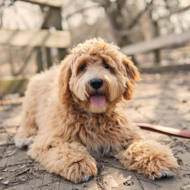 Vachtverzorging bij een Labradoodle