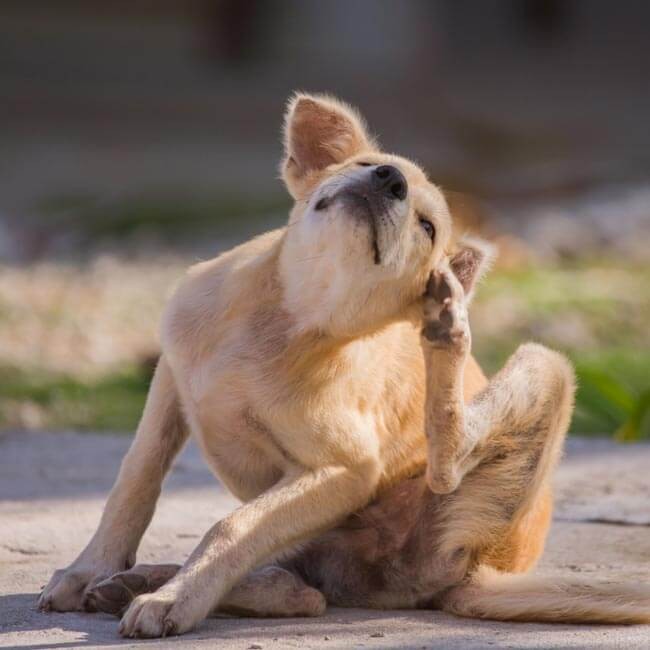 Op natuurlijke wijze vlooien bij honden bestrijden