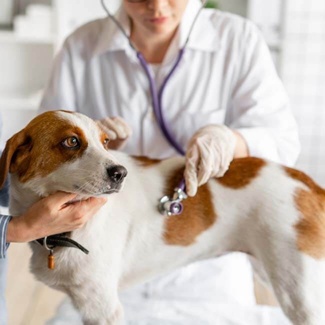 6 Soorten leverproblemen bij honden