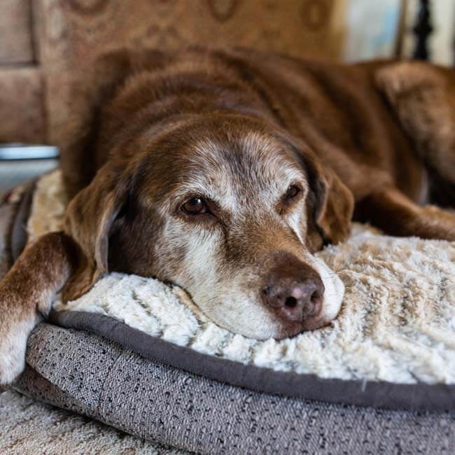 Dementie bij honden, hoe herken je het?