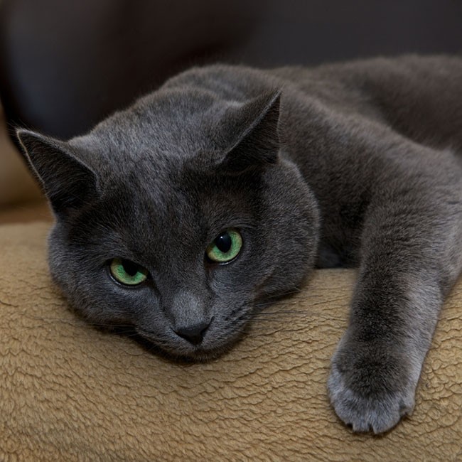 Lintwormen bij katten voorkomen en behandelen