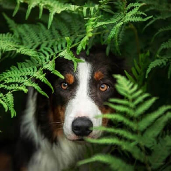 Welke planten zijn giftig voor honden?