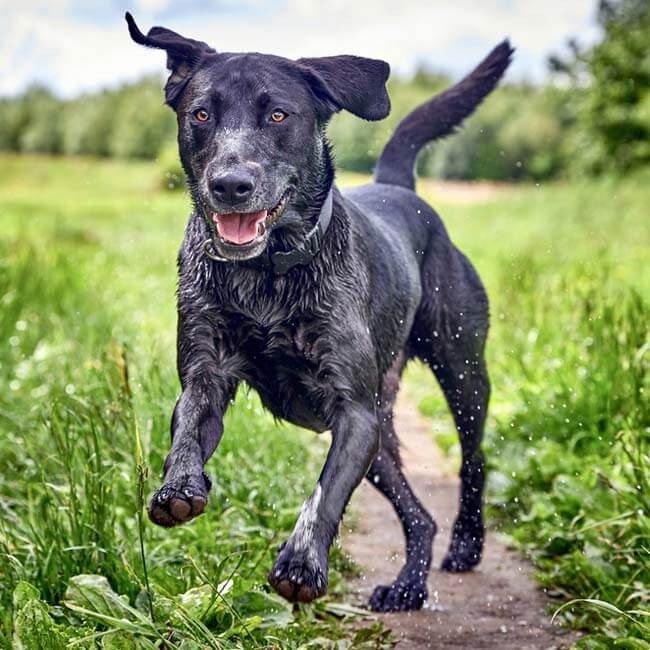 Artrose bij honden, wat kun je eraan doen?