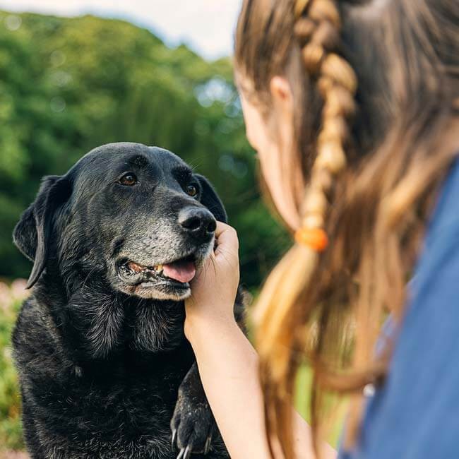 De tekenen van een ouder wordende hond