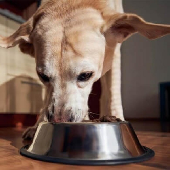 Wat mogen honden wel en niet eten?