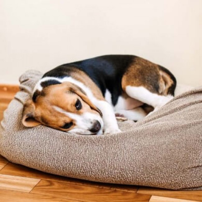 Nierproblemen bij honden