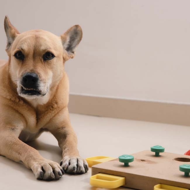 Hersenwerk voor honden, hoe jouw hond mentaal fit blijft.