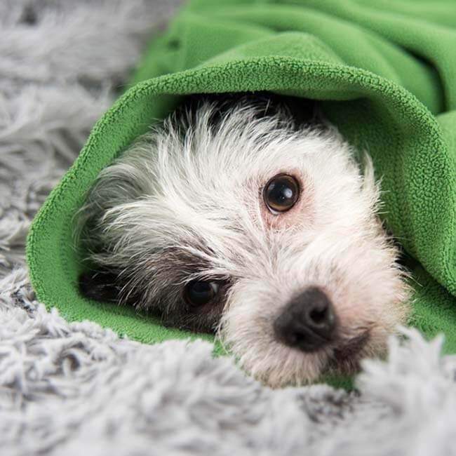 6 tips om de weerstand van jouw hond te verhogen