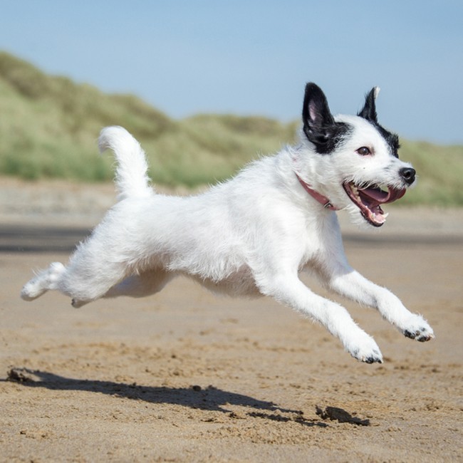 5 Manieren om de botten van jouw hond te versterken