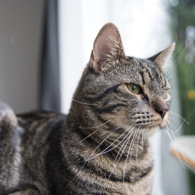 Verlatingsangst bij katten
