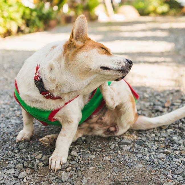 De 4 soorten allergieën bij honden