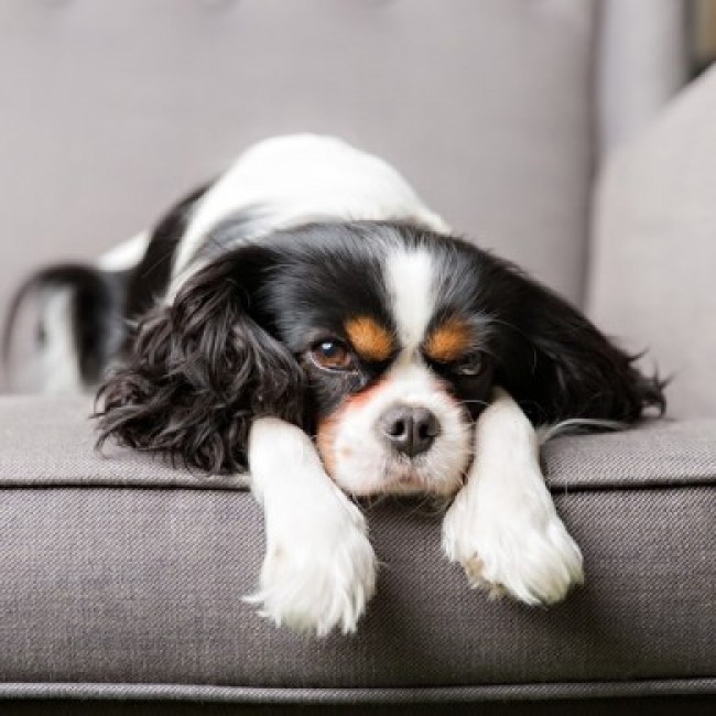 7 Veelvoorkomende huidproblemen bij honden