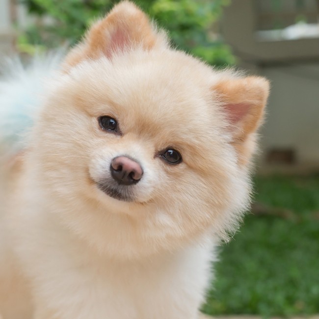 Is visolie goed voor honden?