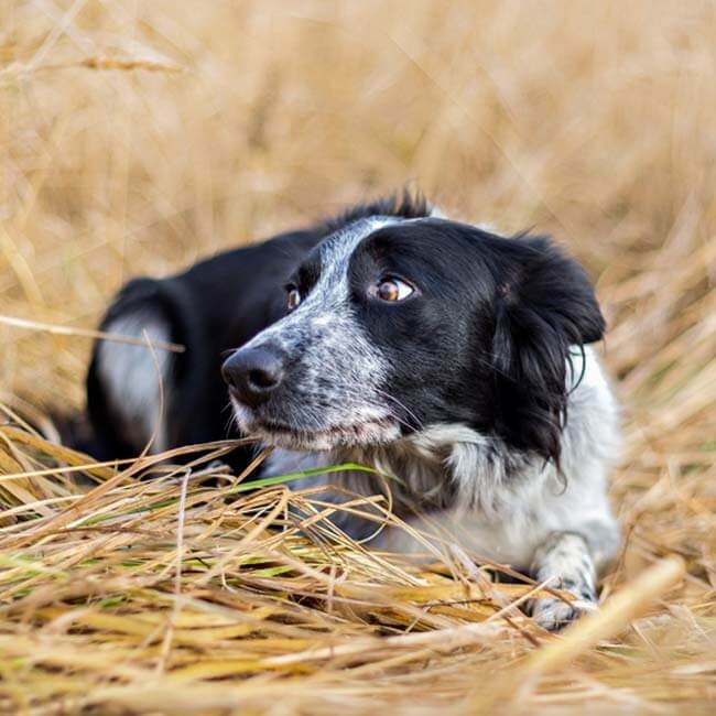 Een bange hond kalmeren