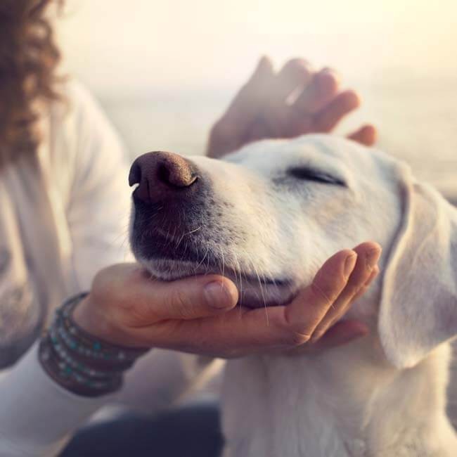 Mijn hond stinkt uit zijn bek, wat nu?