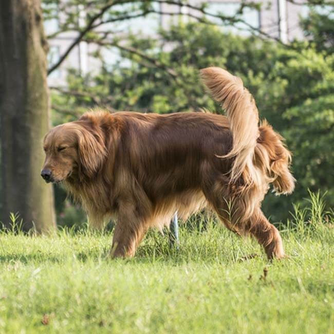 Blaasontsteking bij honden, wat kun je er aan doen?
