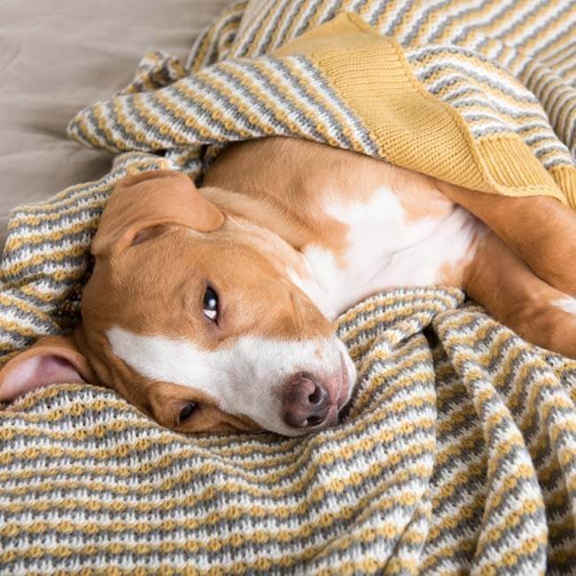 Wat te doen als je hond vaak ziek is?