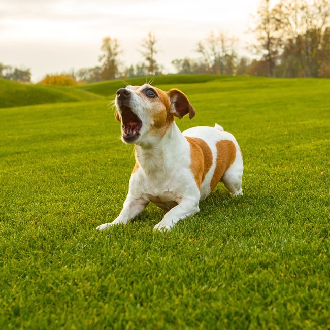 Hoe je kunt voorkomen dat jouw hond blaft