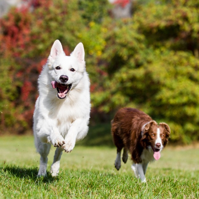 Glucosamine voor honden, waarom is het belangrijk?