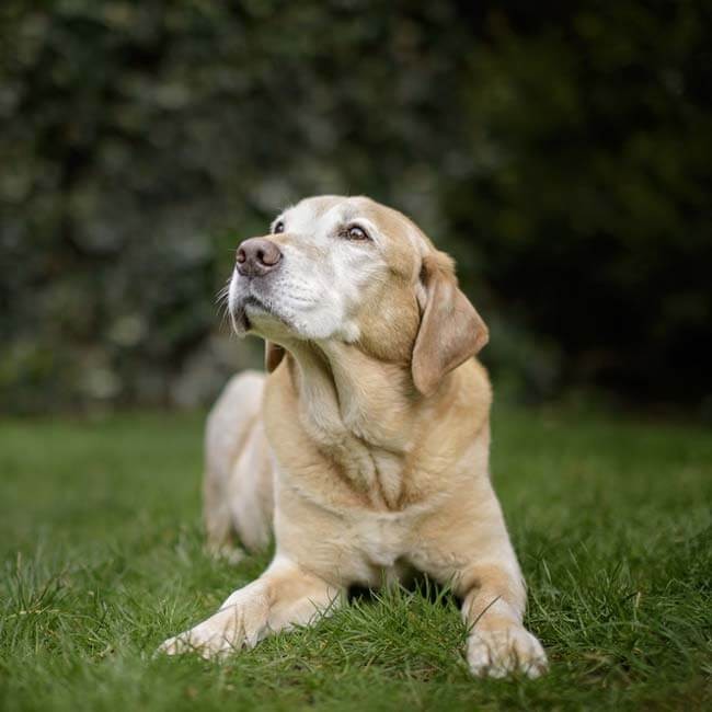 Veelvoorkomende ouderdomskwaaltjes bij honden