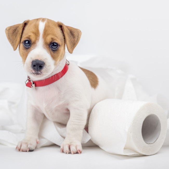 Diarree bij honden, wat kun je er aan doen?