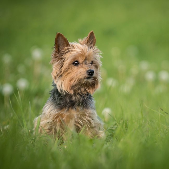 Lintwormen bij honden voorkomen en behandelen