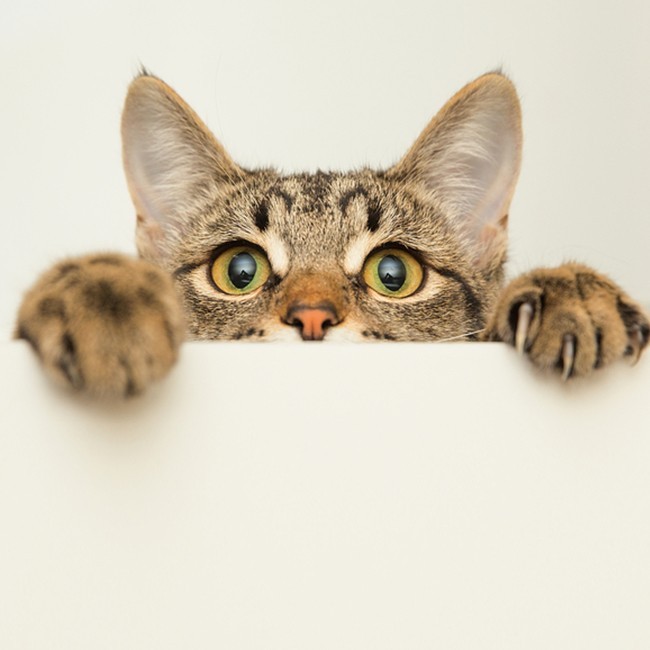Hoe maak ik de oren van mijn kat schoon?