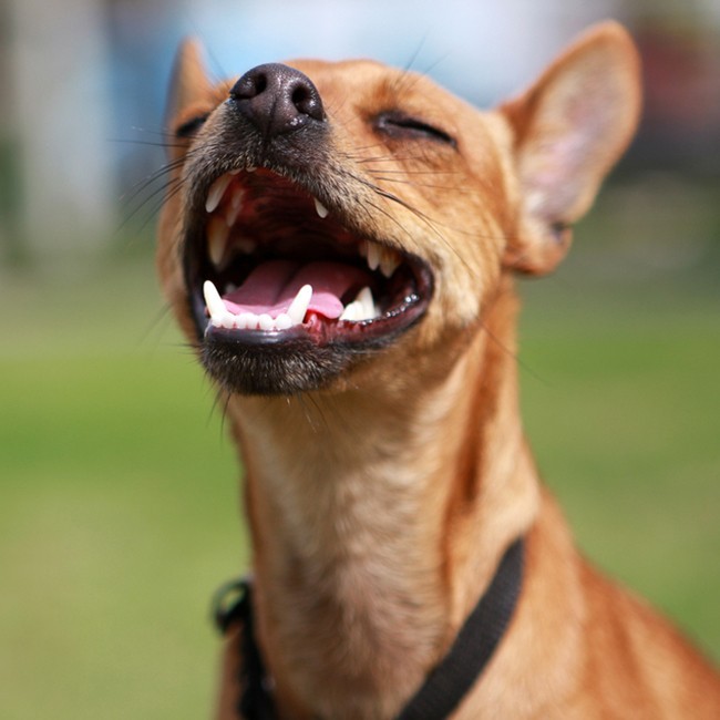 Hoe verzorg ik het gebit van mijn hond?