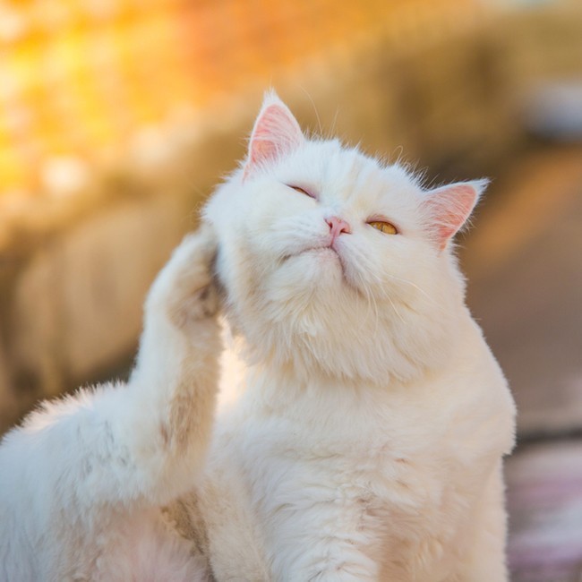 4 Veelvoorkomende huidproblemen bij katten