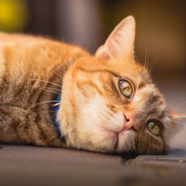 Artritis bij katten en hoe je kunt helpen