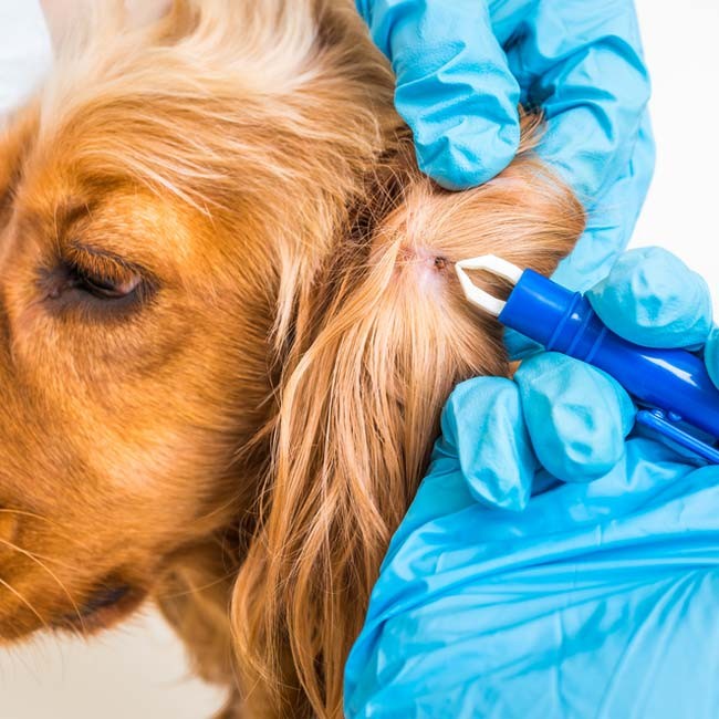 Wat te doen als een teek verwijderen bij een hond mislukt?