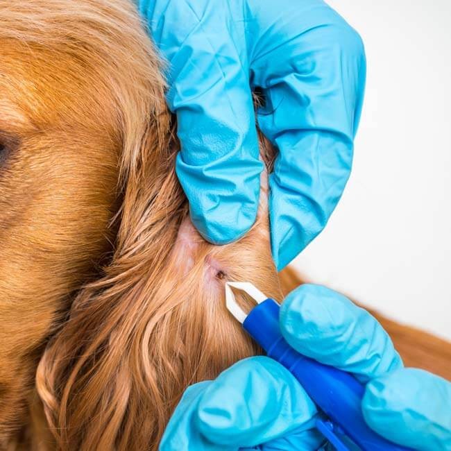 Hoe herken ik vlooien bij mijn hond?