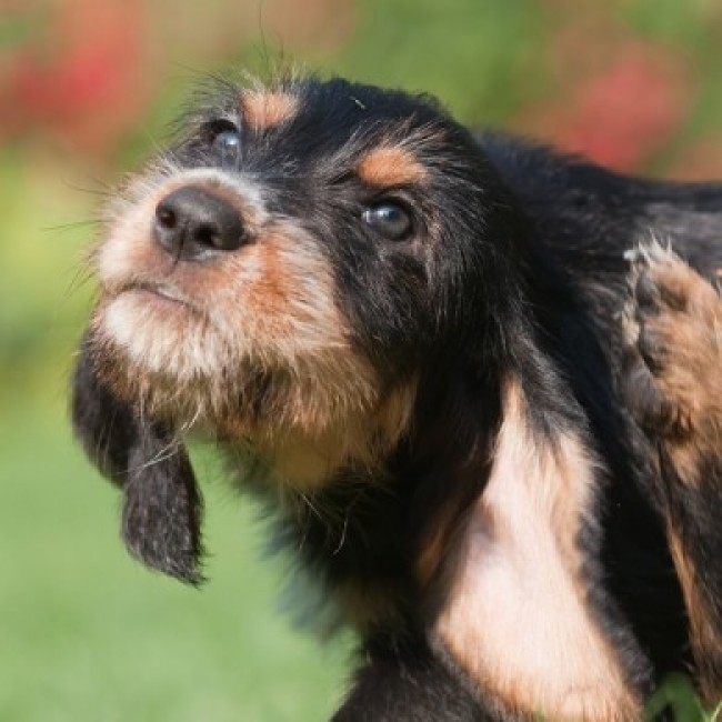Hoe kom je af van vlooien bij honden?
