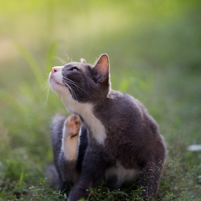 Hoe kom je af van vlooien bij katten?
