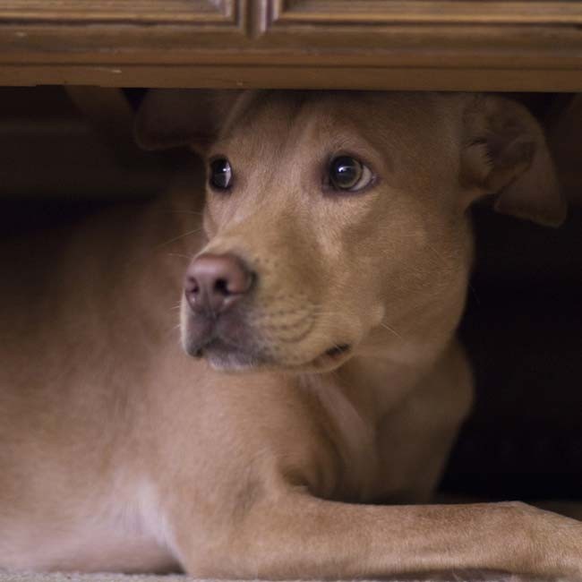 Hoe herken je een angstige hond?