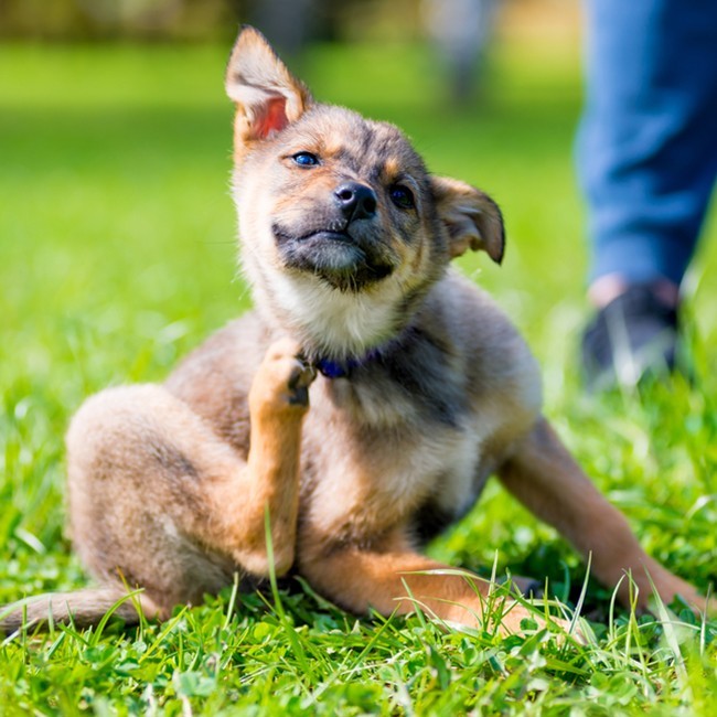 Help, mijn hond heeft een teek! Wat nu?