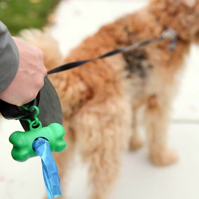 4 oorzaken en oplossingen bij chronische diarree bij honden