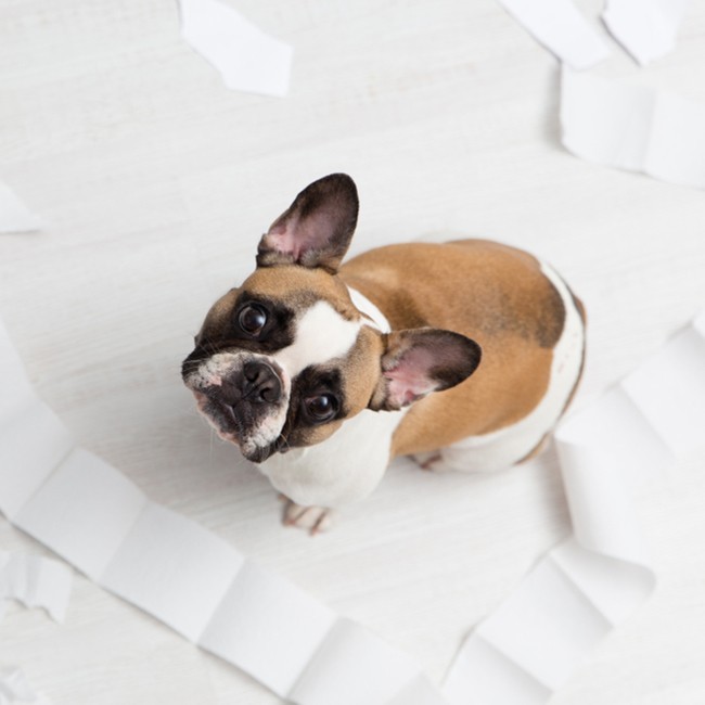 De meest voorkomende symptomen van stress bij honden