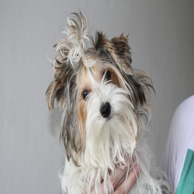 Hoe verzorg je het gezicht van je hond