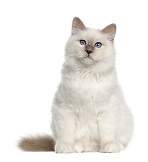Hoe maak ik de oren van mijn kat schoon?