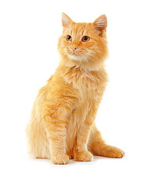 Hoe maak ik de oren van mijn kat schoon?