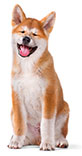 Gebitsproblemen bij honden voorkomen